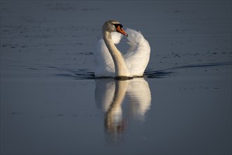 Mute swan (Cygnus olor), evening light, Bagges Dæmning, Ringkøbing Fjord, Denmark, Europe