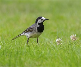 White wagtail (Motacilla alba) foraging on a lawn in a garden, Lower Saxony, Germany, Europe