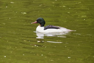 Goosander (Mergus merganser), male swimming on the water in spring