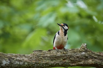 Great spotted woodpecker (Dendrocopos major), sitting on a tree stump and observing its