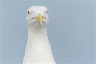 Lesser Black-backed Gull (Larus fuscus) portrait in a harbour on the Atlantic coast. Camaret,