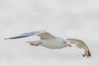 Herringgull (Larus argentatus) flies along the cliffs. Camaret, Crozon, Finistere, Brittany,