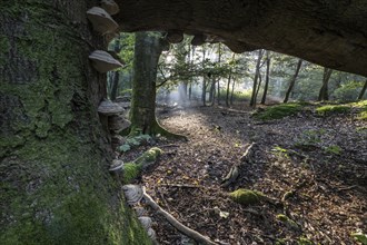 Tinder fungus (Fomes fomentarius) on dead copper beech (Fagus sylvatica) in a forest, Emsland,