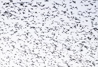 Starling (Sturnus vulgaris), a flock of starlings in the sky, Thuringia, Germany, Europe