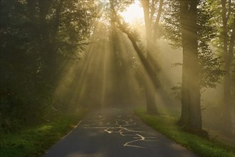 Forest road at sunrise, rays of light break through the trees in a foggy atmosphere, Großheubach,