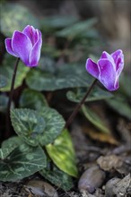 Cyclamen hederifolium (Cyclamen hederifolium), Emsland, Lower Saxony, Germany, Europe