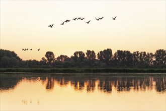 Greylag geese (Anser anser) flying over a pond, in front of sunrise, trees, Thuringia, Germany,