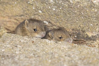 Brown rat (Rattus norvegicus) two juvenile baby rodent animals emerging from a hole by a building