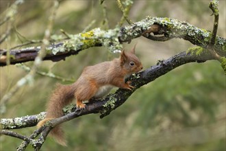 Red squirrel (Sciurus vulgaris) adult animal on a tree branch, Yorkshire, England, United Kingdom,