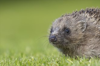 European hedgehog (Erinaceus europaeus) adult animal on an urban garden grass lawn, England, United