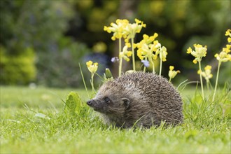 European hedgehog (Erinaceus europaeus) adult animal on an urban garden grass lawn in the spring