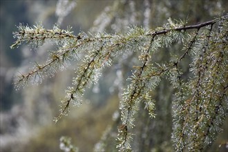 The finest filigree drops of drizzle have collected on larch branches, symbolising purity in