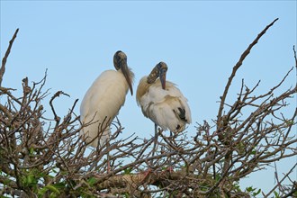 Two wood storks (Mycteria americana), standing on branch, spring, Wakodahatchee Wetlands, Delray