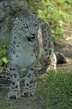 Snow leopard (Panthera uncia), captive