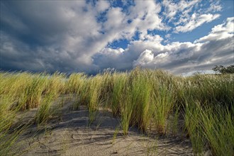 European Marram Grass (Ammophila arenaria) on the Baltic Sea beach, cloudy mood, Ahrenshoop,