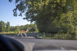 Symbolic image Danger from wildlife crossing: A deer crosses the road in front of a car (Composing)