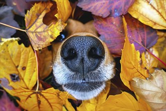 Nose of dog sticking out between colorful autumn leaves. Generative Ai, AI generated