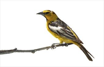 Bullock's oriole bird close-up perched on a branch isolated on a white background