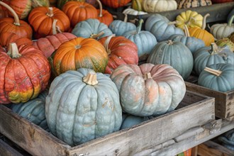 Many colorful muscade pumpkins at market. Generative Ai, AI generated