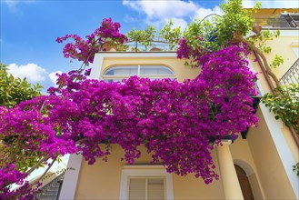 Italy, old streets of beautiful tourism destination Ischia Island near Naples, Europe