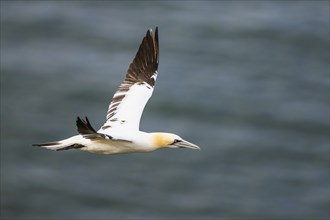 Northern Gannet, Morus bassanus, bird in flight over sea, Bempton Cliffs, North Yorkshire, England,