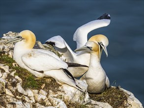 Northern Gannet, Morus bassanus, birds on cliff, Bempton Cliffs, North Yorkshire, England, United