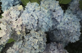 Large, purple and blue hydrangea flowers in delicate pastel shades in summer, bigleaf hydrangea