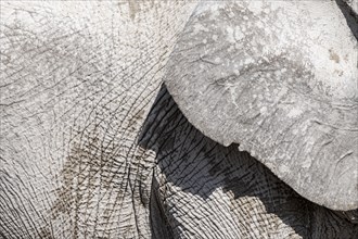 African elephant (Loxodonta africana), detail, ear and wrinkled skin, Etosha National Park,