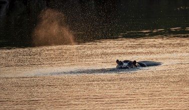 Hippopotamus (Hippopatamus amphibius) in the water at sunset, splashing water, adult, Sabie River,