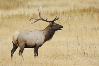 Wapiti (Cervus canadensis, Cervus elaphus canadensis), male, Yellowstone National Park, Wyoming,