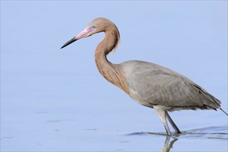 Blue-footed Heron or Reddish Egret (Dichromanassa rufescens, Egretta rufescens), Florida, USA,