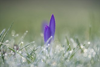 Crocus blossom, winter morning, February, Germany, Europe