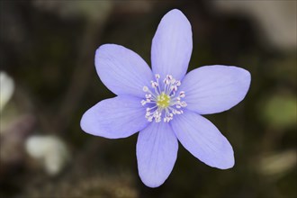 Liverwort (Hepatica nobilis, Anemone hepatica), flower, North Rhine-Westphalia, Germany, Europe