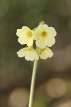 True oxlip (Primula elatior) in spring, North Rhine-Westphalia, Germany, Europe