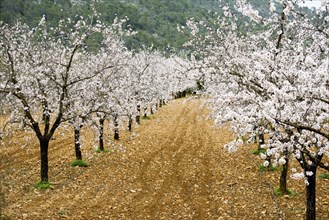 Flowering almond trees (Prunus dulcis), near Alaró, Serra de Tramuntana, Majorca, Balearic Islands,