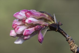 Winter snowball (Viburnum bodnantense Dawn), Emsland, Lower Saxony, Germany, Europe