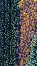 Mixed forest in autumn, colouring, aerial view, forest, autumnal, Ahlhorn fish ponds,