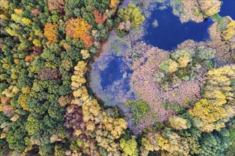 Mixed forest in autumn, colouring, aerial view, forest, autumnal, Ahlhorn fish ponds,