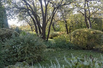 Park with green lawn, trees, hedges, trimmed bushes in autumn. Modern landscape design