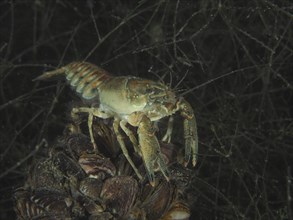 Crayfish (Faxonius limosus), American crayfish, invasive species. Diving site Wildsau, Berlingen,