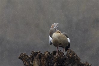 Egyptian goose (Alopochen aegyptiaca) adult bird preening on a tree stump during a rain storm,