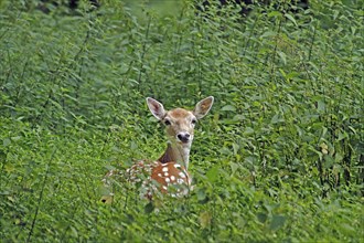 Fallow deer (Dama dama), lying in stinging nettles, Haltern, North Rhine-Westphalia, Germany,