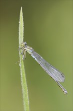 Small red-eyed damselfly (Erythromma viridulum), female, North Rhine-Westphalia, Germany, Europe