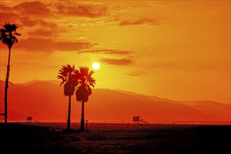 Beverly Hills, Los Angeles, sunset with palm trees, California, USA, North America