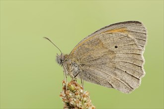 Meadow brown (Maniola jurtina), North Rhine-Westphalia, Germany, Europe