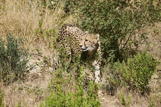 Cheetah (Acinonyx jubatus), walking in the dessert, captive, distribution africa