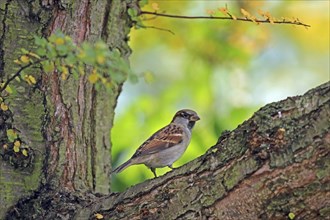 House sparrow (Passer domesticus), sparrow, sparrow