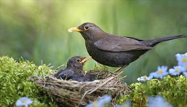 Animal, bird, blackbird, Turdus merula, at the nest, feeding the young birds, AI generated, AI