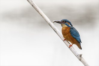 Common kingfisher (Alcedo atthis), Emsland, Lower Saxony, Germany, Europe