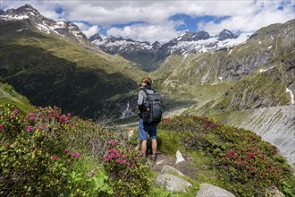 Mountaineer on hiking trail in front of picturesque mountain landscape with blooming alpine roses,